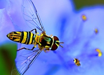 W Polsce żyje ponad 470 gatunków pszczół