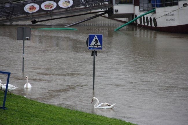 Zalane ścieżki na bulwarach wiślanych