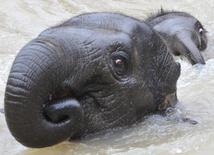 Wiesz, że słonie potrafią pływać?