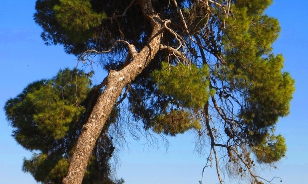 Jerozolima