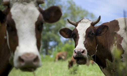 Wierzący niepraktykujący