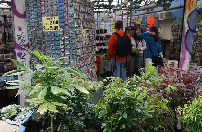 Marihuana do celów rekreacyjnych?