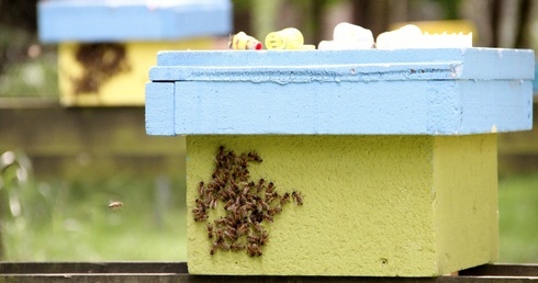 Spotkanie pszczelarzy na trutowisku "Murcki"