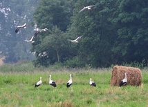 Niezwykły sejmik bocianów