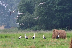 Niezwykły sejmik bocianów