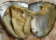 Wszystko dla jednej Perły