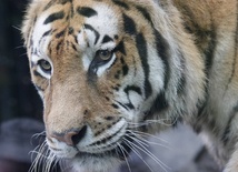 Już tylko 3 200 dzikich tygrysów na świecie