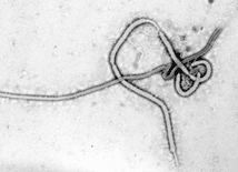 Wyniki testów szczepionki przeciw eboli