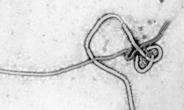 Jak zatrzymać ebolę?