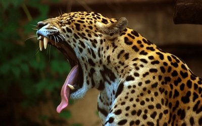 Jaguar grasuje w 40-tysięcznym mieście