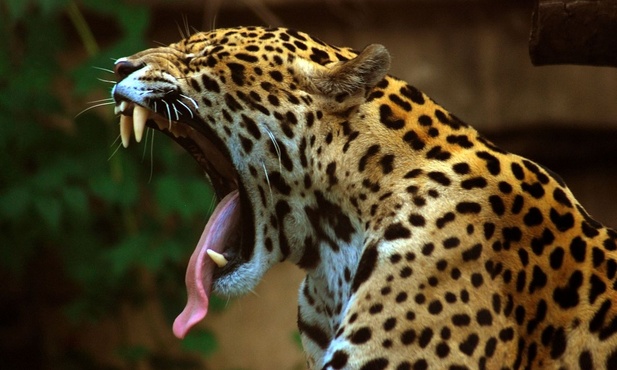 Jaguar grasuje w 40-tysięcznym mieście