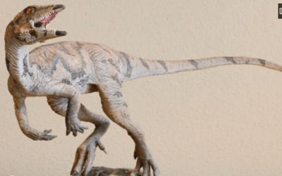 Dinozaur wielkości indyka