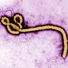 Wirus Ebola spowodował śmierć 932 osób