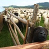 Owce ochronią przyrodę
