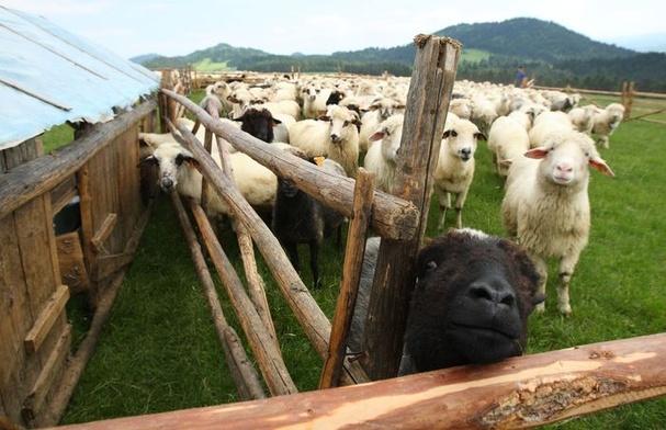 Owce ochronią przyrodę
