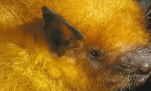 Nowy gatunek nietoperza