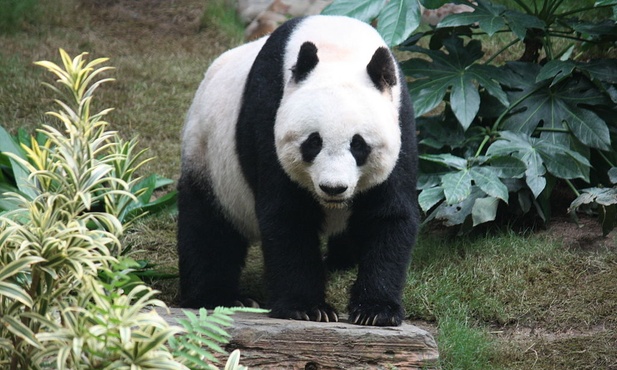 Panda urodziła trojaczki