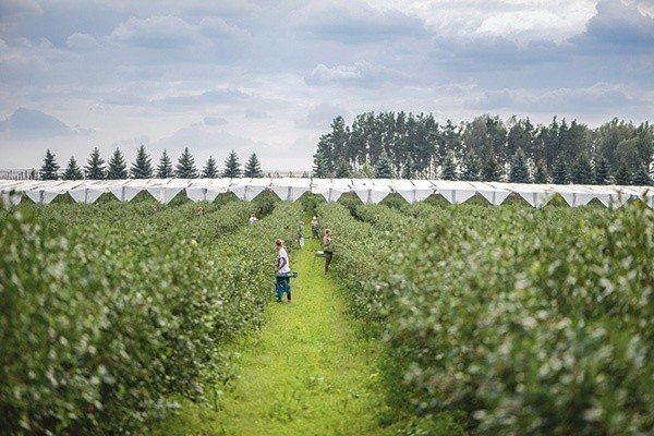 Ogrom plantacji robi wrażenie