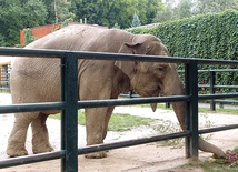  Słonica Citta każdego dnia ma wielki apetyt – zjada ok. 150 kg pożywienia