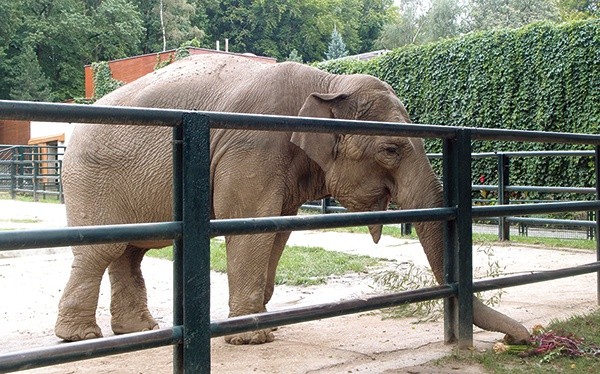  Słonica Citta każdego dnia ma wielki apetyt – zjada ok. 150 kg pożywienia