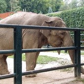  Słonica Citta każdego dnia ma wielki apetyt – zjada ok. 150 kg pożywienia