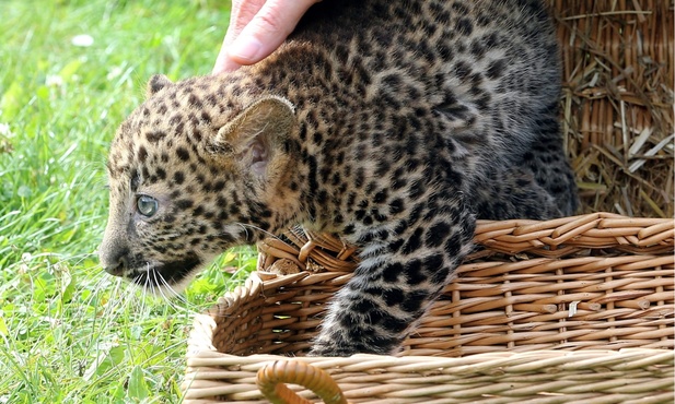 Lampart, leopard czy pantera?