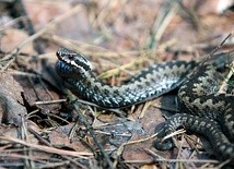 Żmija czatuje nieruchomo w zaroślach lub powoli przeczesuje terytorium.  W lokalizowaniu zdobyczy pomagają jej dobry wzrok i węch zlokalizowany na rozdwojonym języku,  który wysuwa, by zbadać otoczenie