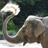 Mimo rozmiarów słonie  są bardzo wrażliwe.  Gdy są szczęśliwe, potrafią się jednak świetnie bawić