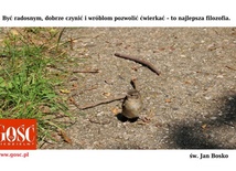 Być radosnym, dobrze czynić...