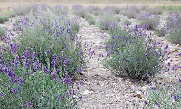 Fioletowe pole na Lubelszczyźnie to prawdziwa rzadkość