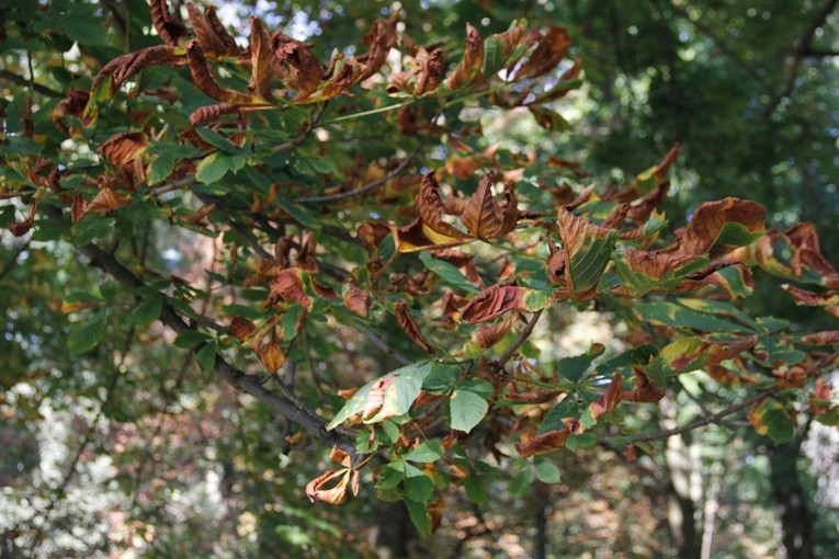 Otwarcie Parku w Skierniewicach