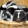 Skunksy są hodowane w prywatnych hodowlach. Słodkie zwierzaki coraz częściej są oryginalnymi domowymi pupilami. Bez swoich gruczołów są zupełnie bezpieczne