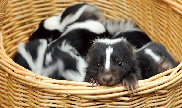 Skunksy są hodowane w prywatnych hodowlach. Słodkie zwierzaki coraz częściej są oryginalnymi domowymi pupilami. Bez swoich gruczołów są zupełnie bezpieczne