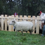 Owce wróciły z hal