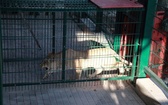 Lwy ponownie w gdańskim Ogrodzie Zoologicznym