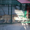 Lwy ponownie w gdańskim Ogrodzie Zoologicznym