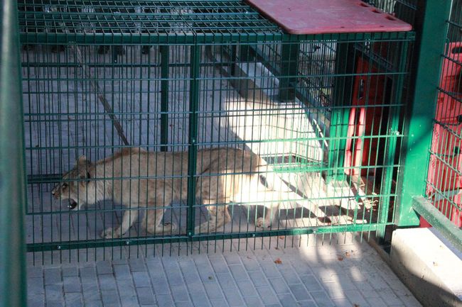 Lwy ponownie w gdańskim Ogrodzie Zoologicznym