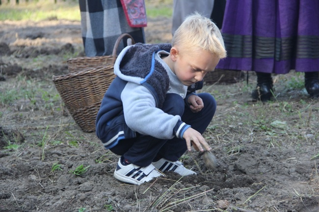 "Festiwal Ziemniaka" w Muzeum Wsi Radomskiej