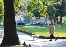  Czasem to pies wyprowadza seniora na spacer