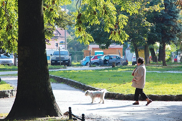  Czasem to pies wyprowadza seniora na spacer