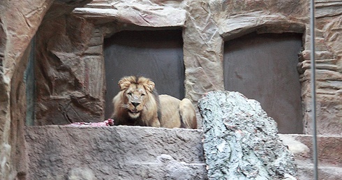 Lew Arco po niedawnym tragicznym w skutkach ataku agresji na lwicę Berghi ponownie jest oddzielony od samic 
