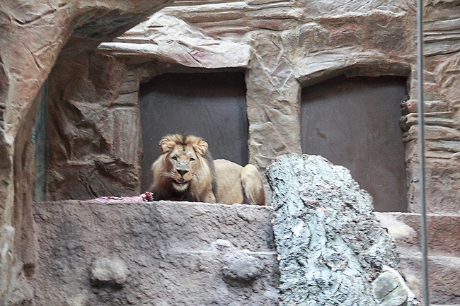 Lew Arco po niedawnym tragicznym w skutkach ataku agresji na lwicę Berghi ponownie jest oddzielony od samic 