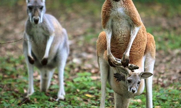 Mały kangur z torby podziwia świat. Jest tam bezpieczny i nie ma ryzyka, że maluch wypadnie lub że coś dostanie się do środka