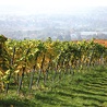 Pięknie położona winnica już niebawem będzie mogła się poszczycić zbiorami najlepszych gatunkowo winorośli