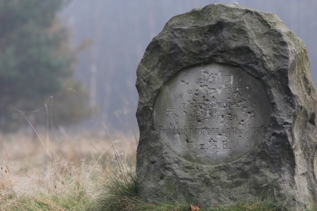 Koń członkiem rodziny jest