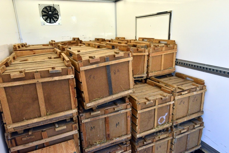 Zające na wolności