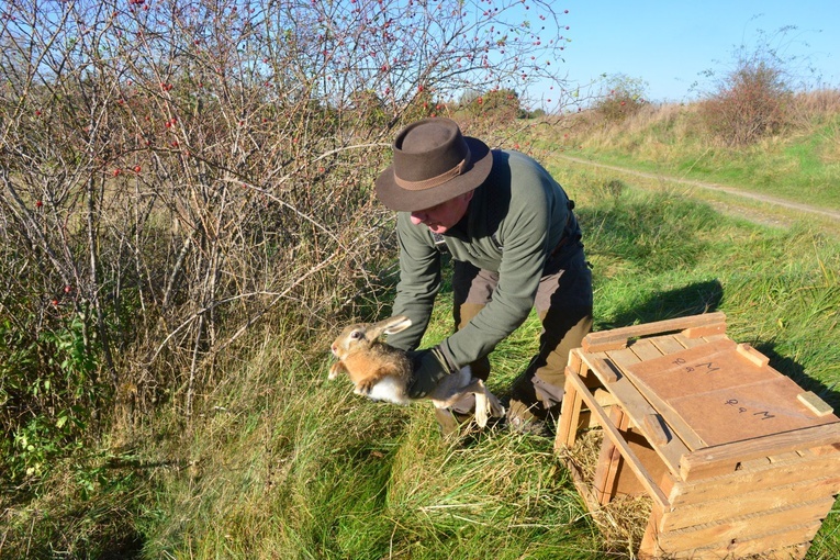 Zające na wolności