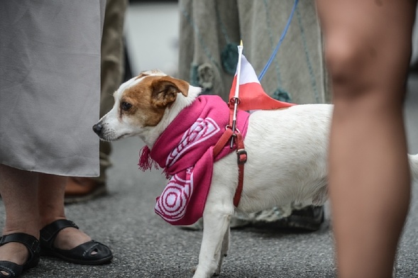 Festiwal antypatriotyzmu