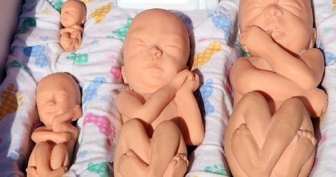 Prenatalny okres życia człowieka