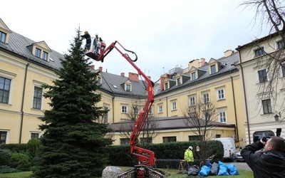 Strojenie świerka papieskiego